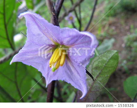 茄子花 茄子花 1538326