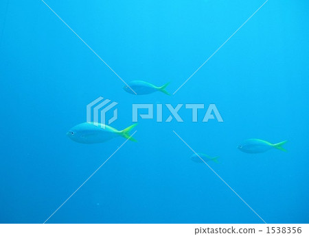 藍色和金色燧發槍手 黃色和藍背魚燧發槍手 海底的 1538356