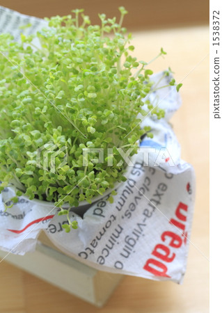 mustard sprout, mustard, bud 1538372