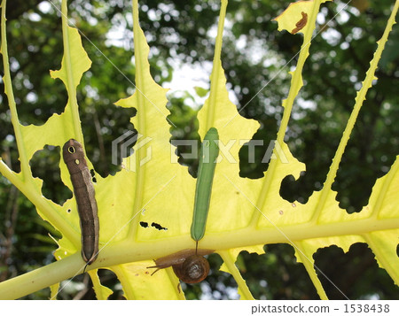 Diet with caterpillar and snail Diet with caterpillar and snail 1538438