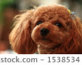 眼睛是魅力點玩具貴賓犬。 1538534
