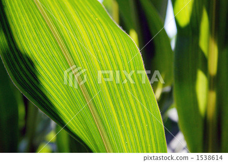 green leaf, leaf vein, veins of leaf 1538614