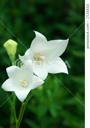 White Mushroom 2 White Mushroom 2 1538858