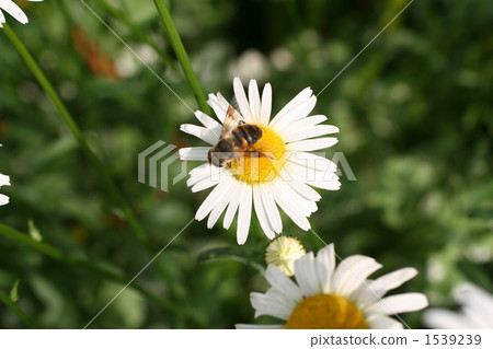 roman camomile, bee, hive bee 1539239