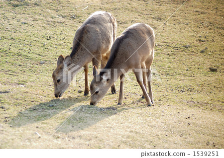 Deer of Mt. Wakakusa　 1539251