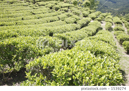 tea plantations, tea plantation, tea field 1539274