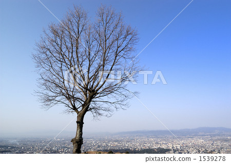 Naked tree and Nara city 1539278