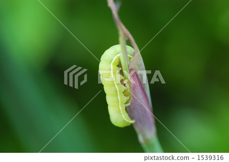 Caterpillar Caterpillar 1539316
