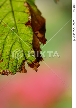 Falling leaves Falling leaves 1539380
