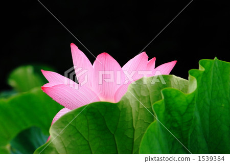Oga lotus 1539384