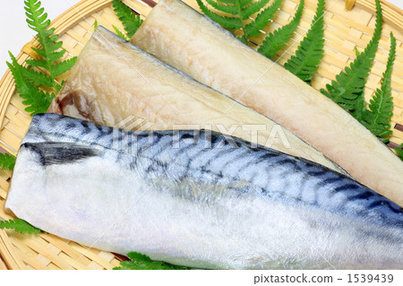 鯖魚的種植 鯖魚的種植 1539439