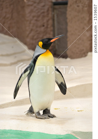Crow Penguin 1539607