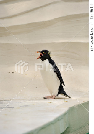 Iwatobi penguins 1539613