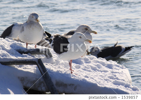 Swan gulls of Swan Park Swan gulls of Swan Park 1539857