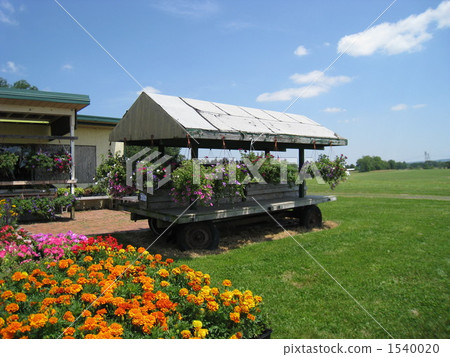 NJ's farm with beautiful marigold 1540020