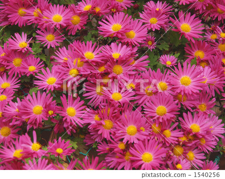 粉紅色的菊花 粉紅色的菊花 1540256