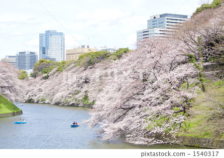 春天的Chidori比比皆是 1540317