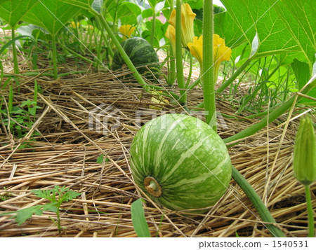 南瓜場 南瓜場 1540531