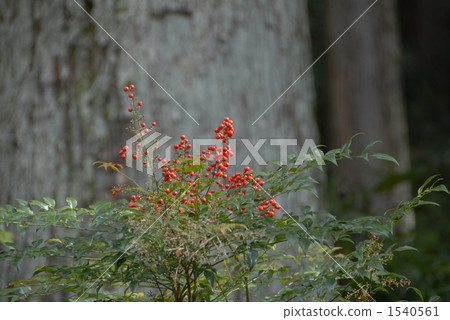 Fruit of Nanten (Nanten) 1540561