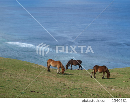 海邊的馬 海邊的馬 1540581