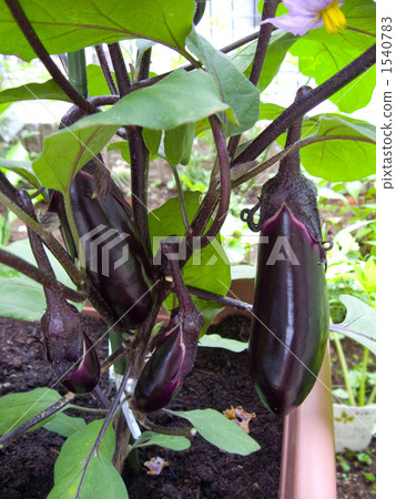 Eggplant eggplant planter 1540783