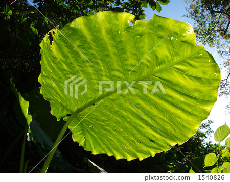 Awnings with quads Awnings with quads 1540826