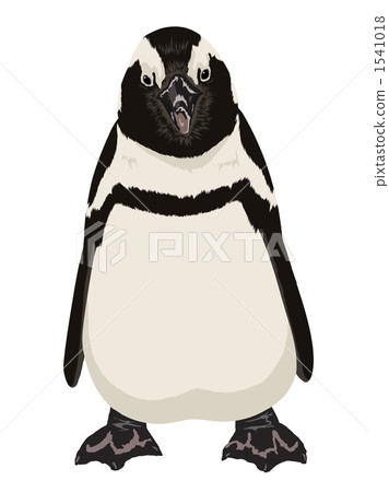 Cape Penguin Cape Penguin 1541018