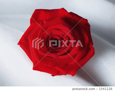 玫瑰花 鳥瞰 俯視 1541126