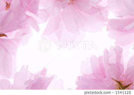 Satzakura的花瓣 1541128