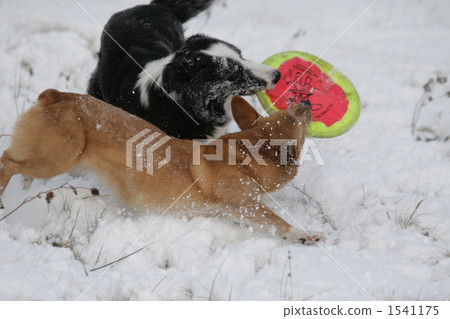 鐵餅 博德牧羊犬 兩隻動物 1541175