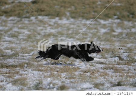 博德牧羊犬 成熟的狗 等等 1541184