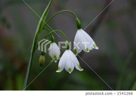 White lily of the daffodil 1541266