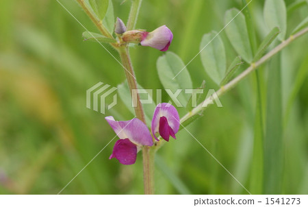 A crow's noel pea in bloom 1541273