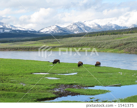 Yellowstone National Park Yellowstone National Park 1541375