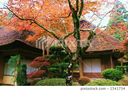 茅草屋頂 紅葉 秋天 1541734