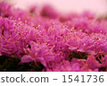 霧島杜鵑 花瓣 杜鵑花 1541736