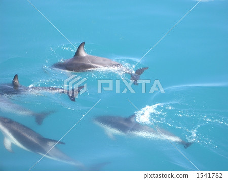 海豚 海豚 1541782