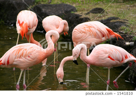 flamingo, flamingoes, flamingos 1541810