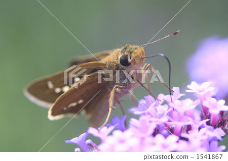 parnara guttata, common straight swift, skipper butterfly 1541867