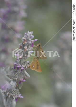 lamb's ear, skipper butterfly, herbal 1541885