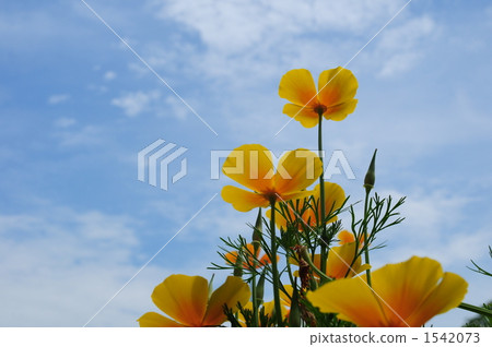 California poppy 1542073