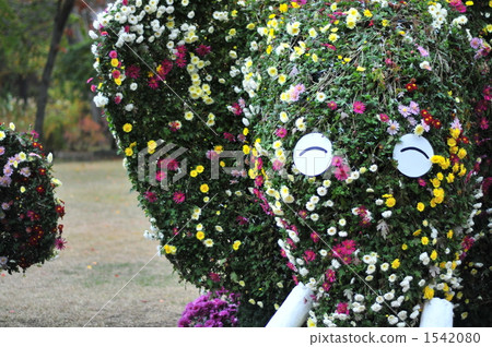 菊花圖案大象 1542080