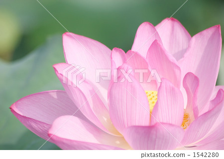 Lotus Lotus 1542280