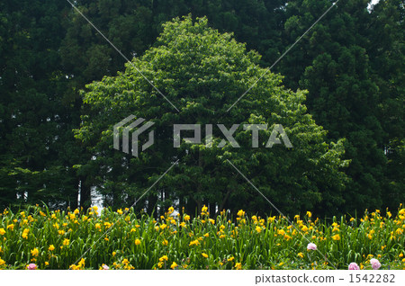 Yellow iris is unusual Yellow iris is unusual 1542282
