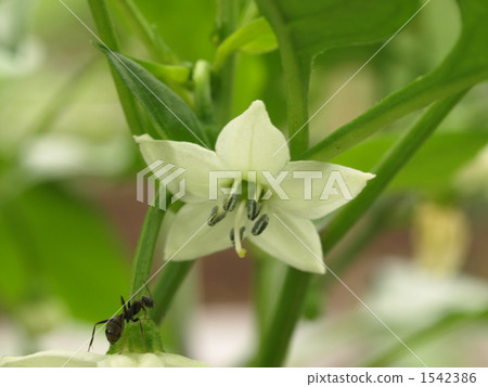 Blooming flowers Blooming flowers 1542386