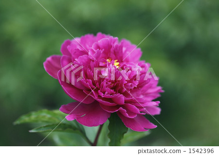Peony Peony 1542396