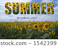 Sunflower _ SUMMER 1542399