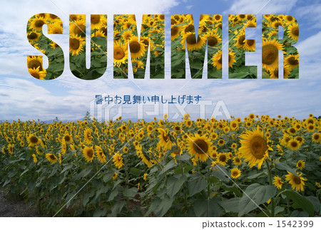 Sunflower _ SUMMER Sunflower _ SUMMER 1542399