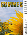 Sunflower _ SUMMER 1542533