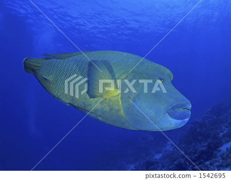 拿破崙魚 1542695